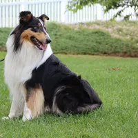 Rough Collie, a male Collie for sale in Kingsport, TN – Photo 7 of 10