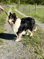 Rough Collie Male, a male Collie for sale in Kingsport, TN – Photo 2 of 10