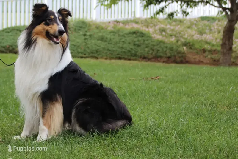 Rough Collie