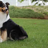 Rough Collie, a male Collie for sale in Kingsport, TN – Photo 2 of 10