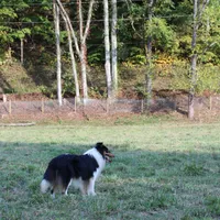 Rough Collie, a male Collie for sale in Kingsport, TN – Photo 10 of 10