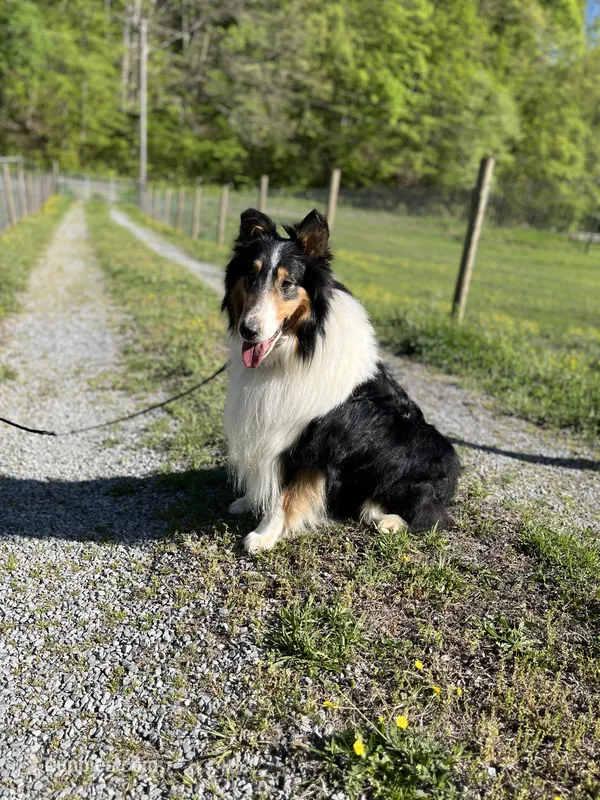 Rough Collie Male – Collie puppy for sale in Kingsport, TN