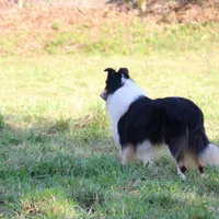 Rough Collie, a male Collie for sale in Kingsport, TN – Photo 3 of 10