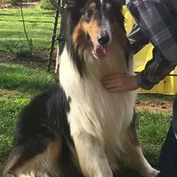 Rough Collie, a male Collie for sale in Kingsport, TN – Photo 5 of 10