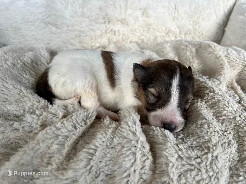 Aspen – Shetland Sheepdog puppy for sale in Kingsport, TN
