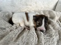 Aspen, a male Shetland Sheepdog for sale in Kingsport, TN – 1 of 7