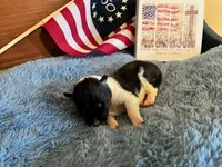 Betsy Ross- Toy, a female Shetland Sheepdog for sale in Kingsport, TN – 5 of 9