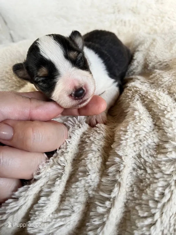 Spruce – Shetland Sheepdog puppy for sale in Kingsport, TN