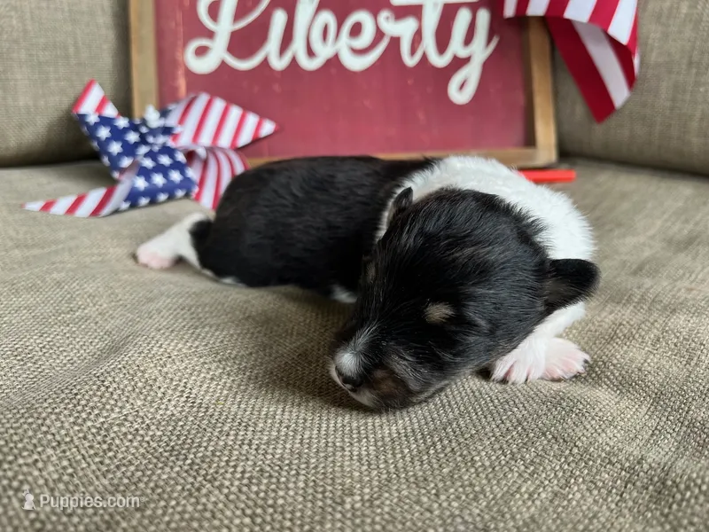 Betsy Ross- Toy – Shetland Sheepdog puppy on hold in Kingsport, TN