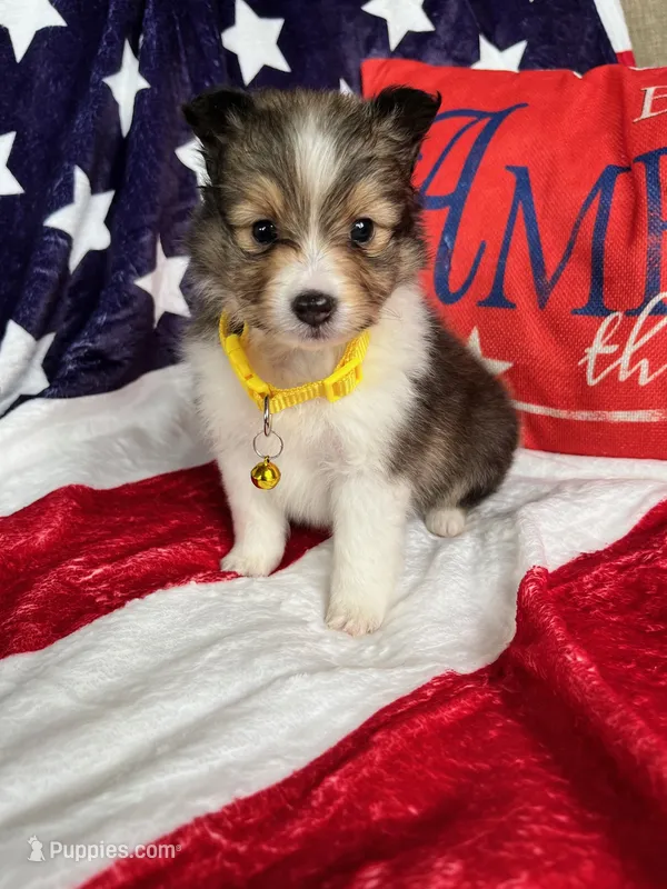Molly Pitcher - Toy – Shetland Sheepdog puppy for sale in Kingsport, TN