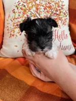 Oreo, a male Miniature Schnauzer for sale in Kingsport, TN – 7 of 9