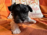 Oreo, a male Miniature Schnauzer for sale in Kingsport, TN – 8 of 9