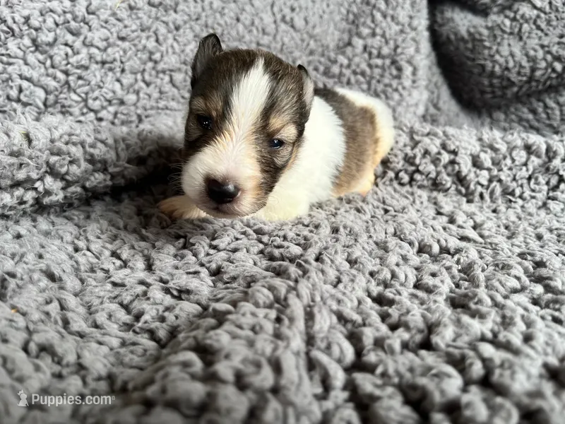 Cedar – Shetland Sheepdog puppy for sale in Kingsport, TN