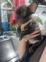 TEDDY, a male French Bulldog for sale in Palm Beach, FL – Photo 3 of 3