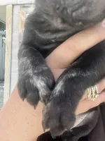 TEDDY, a male French Bulldog for sale in Palm Beach, FL – Photo 2 of 3