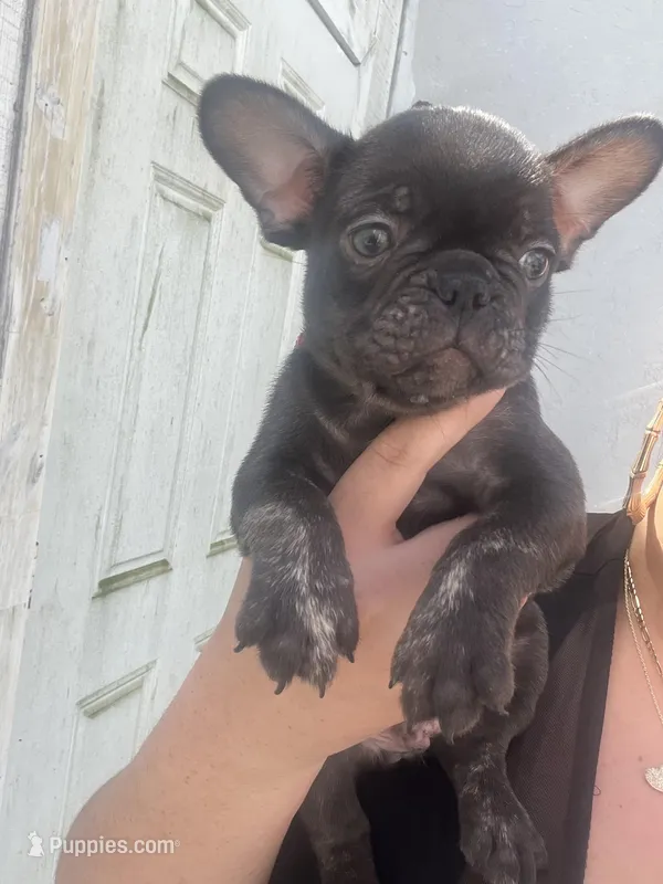 TEDDY – French Bulldog puppy for sale in Palm Beach, FL