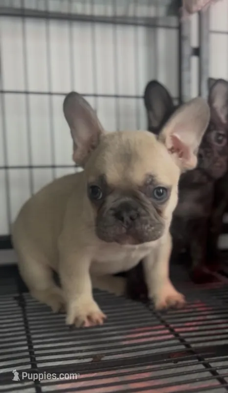 TANK – French Bulldog puppy for sale in Palm Beach, FL