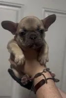 TANK, a male French Bulldog for sale in Palm Beach, FL – Photo 2 of 2