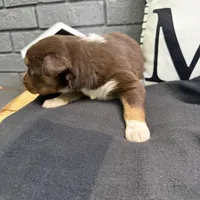 Carob, a female Australian Shepherd for sale in Forsyth, GA – Photo 2 of 5