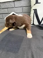 Carob, a female Australian Shepherd for sale in Forsyth, GA – Photo 2 of 5