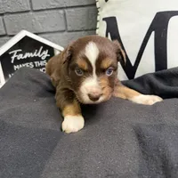 Carob, a female Australian Shepherd for sale in Forsyth, GA – Photo 4 of 5