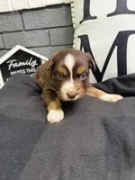 Carob, a female Australian Shepherd for sale in Forsyth, GA – Photo 4 of 5