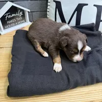 Carob, a female Australian Shepherd for sale in Forsyth, GA – Photo 5 of 5