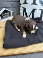 Carob, a female Australian Shepherd for sale in Forsyth, GA – Photo 5 of 5