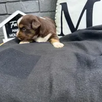 Carob, a female Australian Shepherd for sale in Forsyth, GA – Photo 1 of 5