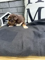 Carob, a female Australian Shepherd for sale in Forsyth, GA – Photo 1 of 5