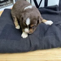 Carob, a female Australian Shepherd for sale in Forsyth, GA – Photo 3 of 5