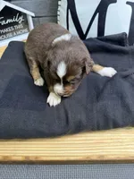 Carob, a female Australian Shepherd for sale in Forsyth, GA – Photo 3 of 5