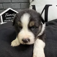 Trooper, a male Australian Shepherd for sale in Forsyth, GA – Photo 1 of 3