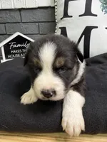 Trooper, a male Australian Shepherd for sale in Forsyth, GA – Photo 1 of 3