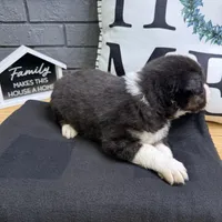 Trooper, a male Australian Shepherd for sale in Forsyth, GA – Photo 2 of 3