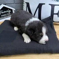 Trooper, a male Australian Shepherd for sale in Forsyth, GA – Photo 3 of 3