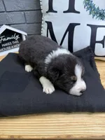 Trooper, a male Australian Shepherd for sale in Forsyth, GA – Photo 3 of 3