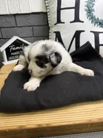 Willow, a female Australian Shepherd for sale in Forsyth, GA – Photo 3 of 3