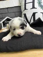 Willow, a female Australian Shepherd for sale in Forsyth, GA – Photo 1 of 3