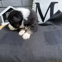 Chase, a male Australian Shepherd for sale in Forsyth, GA – Photo 2 of 3