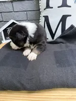 Chase, a male Australian Shepherd for sale in Forsyth, GA – Photo 2 of 3