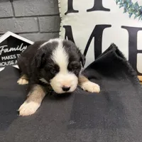 Chase, a male Australian Shepherd for sale in Forsyth, GA – Photo 1 of 3