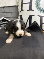 Chase, a male Australian Shepherd for sale in Forsyth, GA – Photo 1 of 3