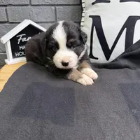 Chase, a male Australian Shepherd for sale in Forsyth, GA – Photo 3 of 3