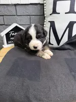 Chase, a male Australian Shepherd for sale in Forsyth, GA – Photo 3 of 3