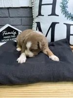 Cinnamon, a female Australian Shepherd for sale in Forsyth, GA – Photo 3 of 3