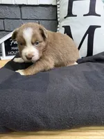 Cinnamon, a female Australian Shepherd for sale in Forsyth, GA – Photo 2 of 3