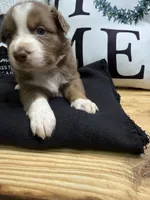 Cinnamon, a female Australian Shepherd for sale in Forsyth, GA – Photo 1 of 3