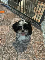 Still available Jin   AKC imperial shihtzu , a male Shih Tzu for sale in The Woodlands, TX – 2 of 6