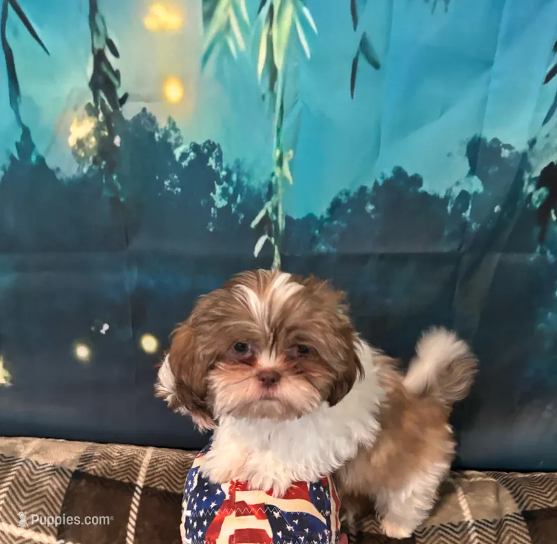  Still available Boaboa  AKC imperial shihtzu  – Shih Tzu puppy for sale in The Woodlands, TX